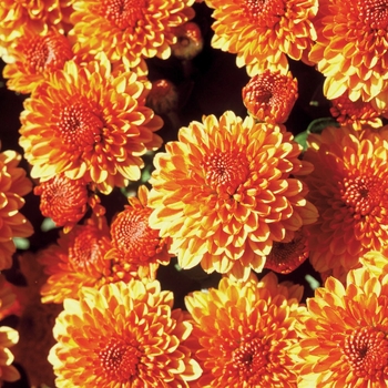 Chrysanthemum x morifolium 'Harmony Bronze Bicolor' 