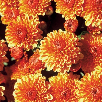 Chrysanthemum x morifolium 'Harmony Bronze Bicolor'