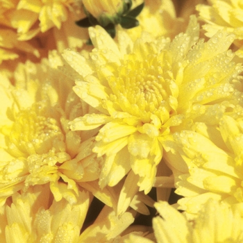 Chrysanthemum x morifolium 'Heidi Yellow'