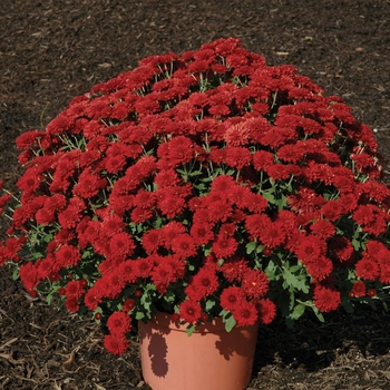 Chrysanthemum x morifolium 'Helen™ Maroon' 