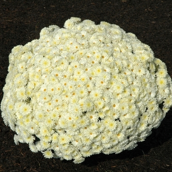 Chrysanthemum x morifolium 'Helga Cream' 