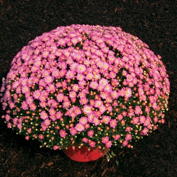 Chrysanthemum x morifolium Jacqueline™ 'Pink Fusion'