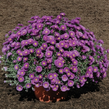 Aster novi-belgii 'Magic™ Purple'