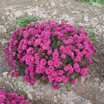 Aster nova-belgii 'Marie™ III Dark Pink'