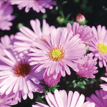 Aster dumosus 'Melody' 