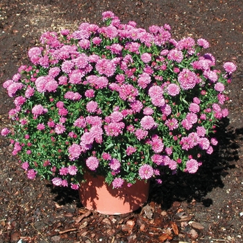 Aster novi-belgii 'Henry™ I Pink' 