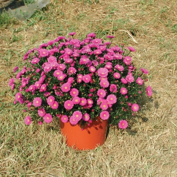 Aster novi-belgii 'Magic™ Pink'