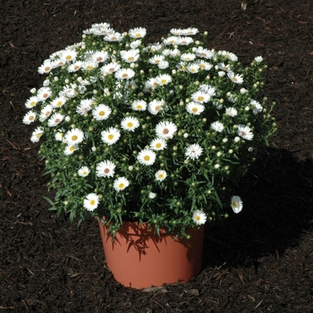 Aster novi-belgii 'Puff&trade White'