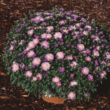 Aster dumosus 'Twist'