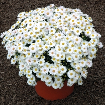 Aster dumosus 'Frost' 