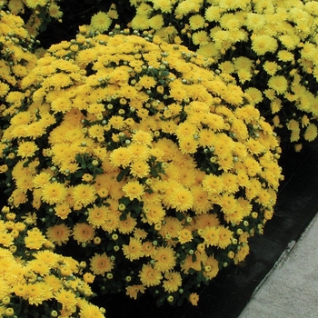 Chrysanthemum x morifolium 'Janice Gold' 