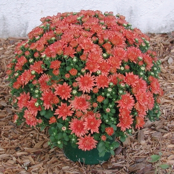 Chrysanthemum x morifolium Ursula™ 'Jazzy Coral'