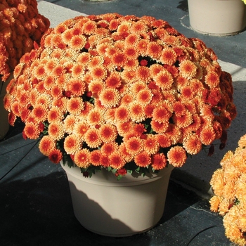 Chrysanthemum x morifolium 'Jennifer Bronze Bicolor' 