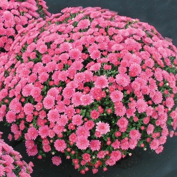 Chrysanthemum x morifolium 'Jillian Lavender' 