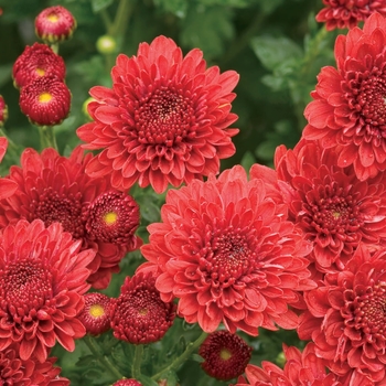 Chrysanthemum x morifolium 'Jolly Cheryl Red' 