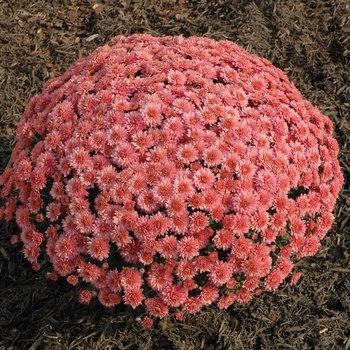 Chrysanthemum x morifolium 'Lindsay Coral' 