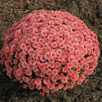 Chrysanthemum x morifolium 'Lindsay Coral'