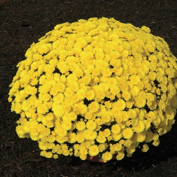 Chrysanthemum x morifolium 'Lisa Yellow'