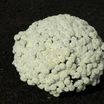 Chrysanthemum x morifolium 'Marilyn White' 