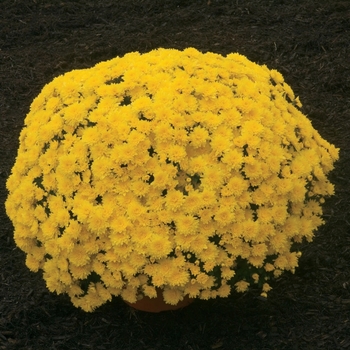 Chrysanthemum x morifolium 'Mary™ Yellow' 