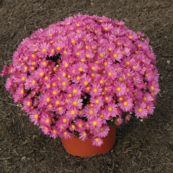 Chrysanthemum x morifolium 'Marsha™ Pink' 