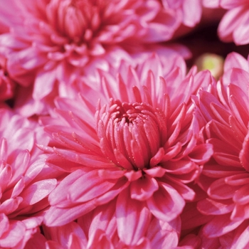 Chrysanthemum x morifolium 'Megan Pink'