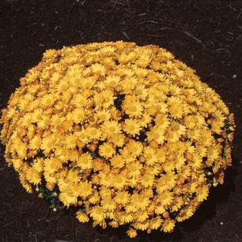 Chrysanthemum x morifolium 'Michelle™ Gold' 