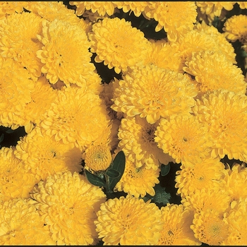 Chrysanthemum x morifolium 'Natalie Yellow' 