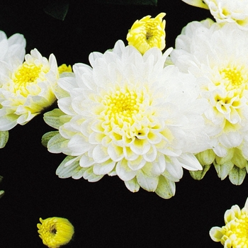 Chrysanthemum x morifolium 'Nicole White'