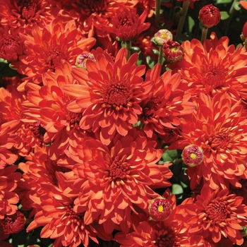 Chrysanthemum x morifolium 'Nutty Fiona Bronze'