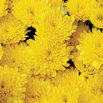 Chrysanthemum x morifolium 'Okra™ Yellow'