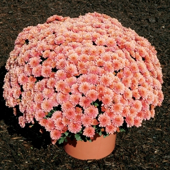 Chrysanthemum x morifolium 'Penelope Coral'