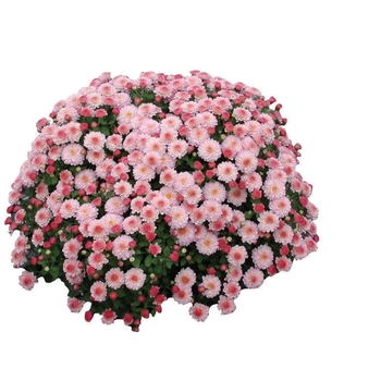 Chrysanthemum x morifolium 'Pink Gigi' 