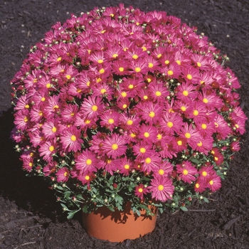 Chrysanthemum x morifolium 'Priscilla Plum' 