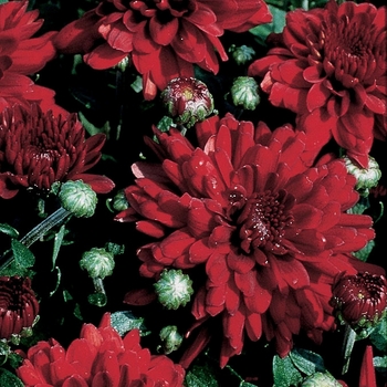 Chrysanthemum x morifolium 'Raquel™ Ruby Red'