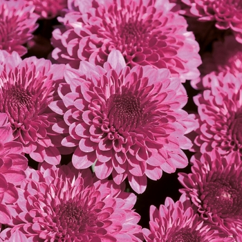 Chrysanthemum x morifolium 'Regal Cheryl Purple' 