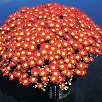 Chrysanthemum x morifolium 'Regina Red' 