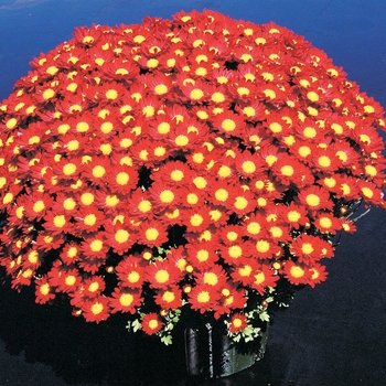 Chrysanthemum x morifolium 'Regina Red'