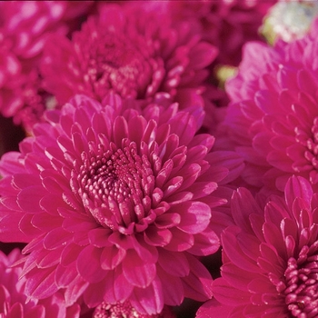 Chrysanthemum x morifolium 'Rhapsody Purple'