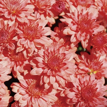 Chrysanthemum x morifolium 'Rosy Victoria Coral'