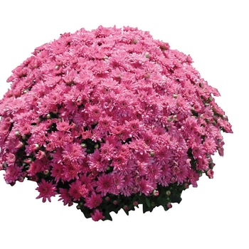 Chrysanthemum x morifolium 'Sharon Dark Pink'