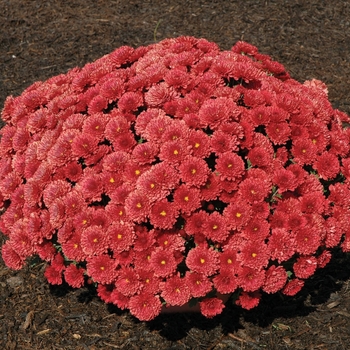 Chrysanthemum x morifolium 'Sly Jenna Red'