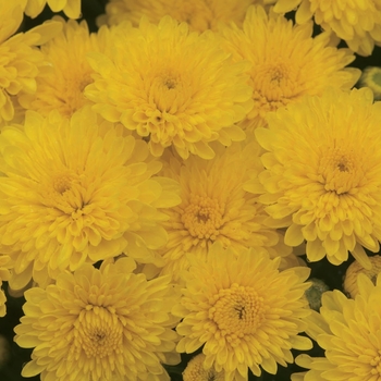 Chrysanthemum x morifolium 'Sparkling Cheryl Yellow' 