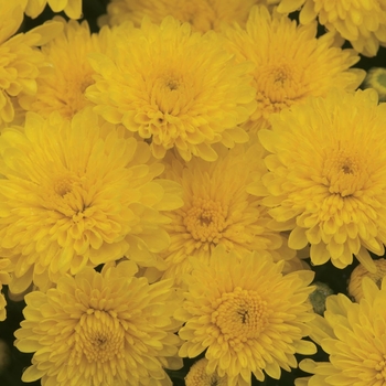 Chrysanthemum x morifolium 'Sparkling Cheryl Yellow'