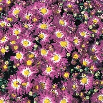 Chrysanthemum grandiflorum