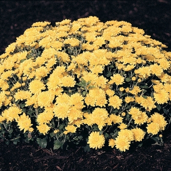 Chrysanthemum x morifolium 'Sunny Brigitte' 