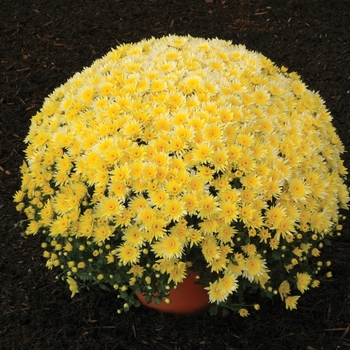 Chrysanthemum x morifolium 'Sunny Monica' 