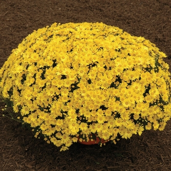 Chrysanthemum x morifolium 'Sunny Tasha' 