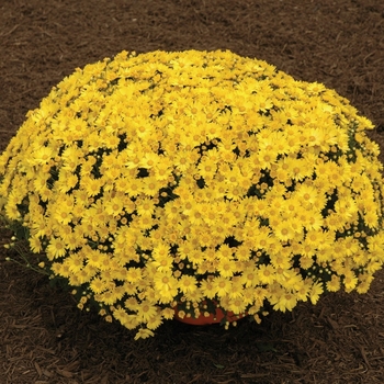 Chrysanthemum x morifolium 'Sunny Tasha'