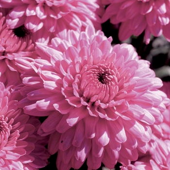 Chrysanthemum x morifolium 'Symphony Pink'